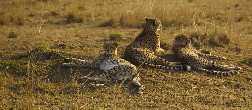 Safari and jungle photography